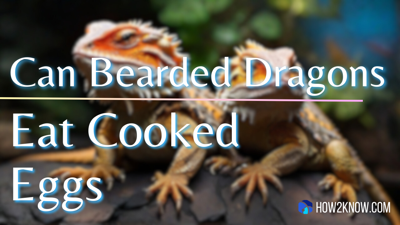Can Bearded Dragons Eat Cooked Eggs