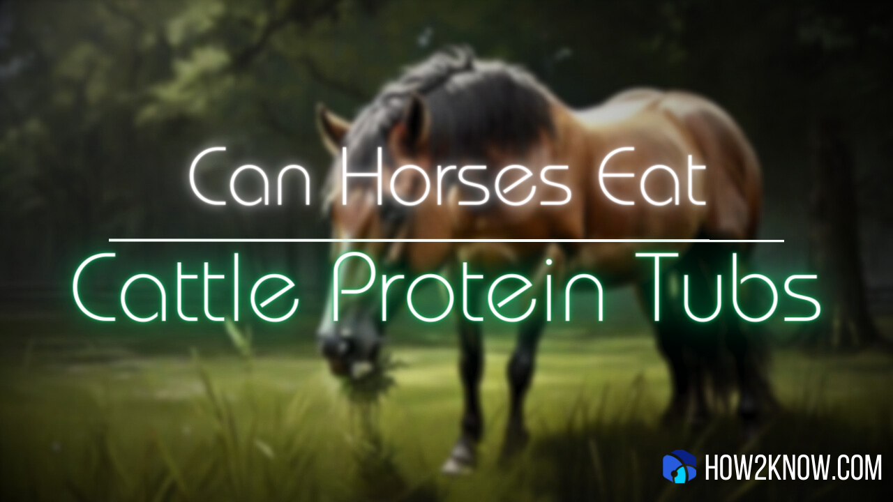 Can Horses Eat Cattle Protein Tubs